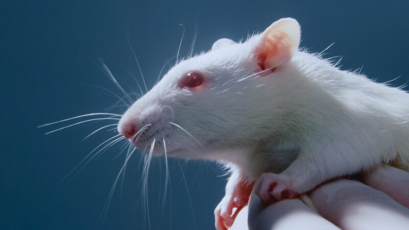 Animal Welfare